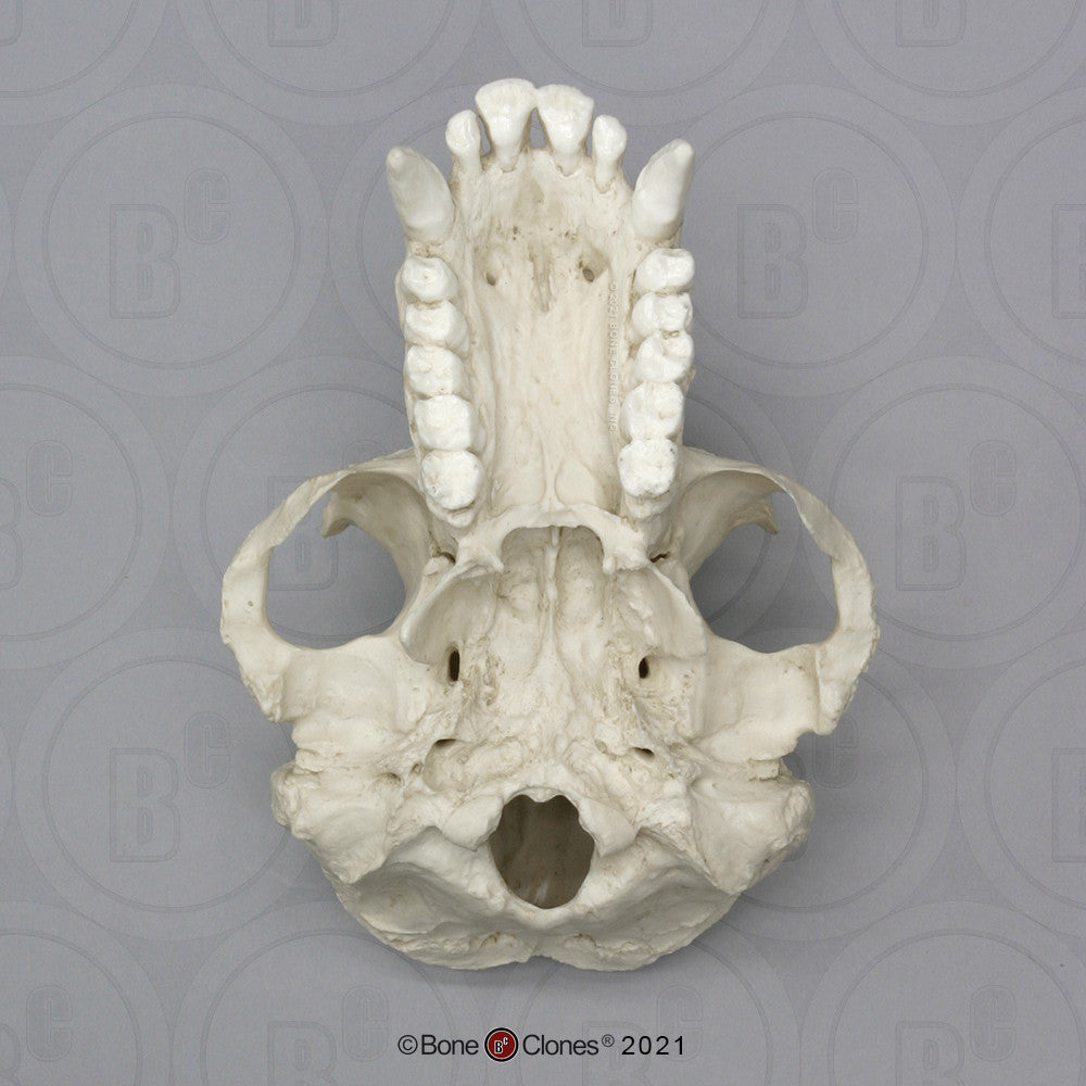 Inferior Aspect of the Male Borneo Orangutan Skull Model