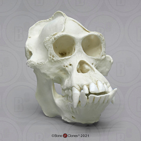 Bone Clones Great Ape Skulls