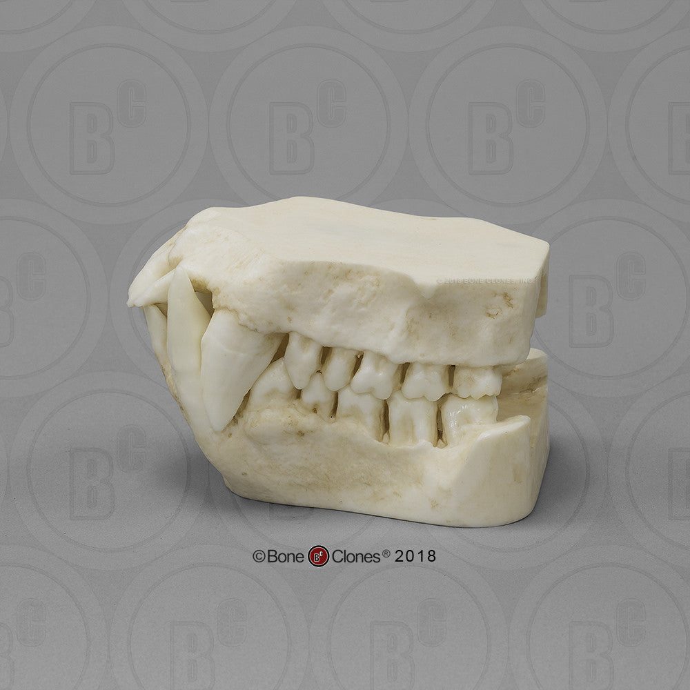 Bone Clones Great Ape Skulls
