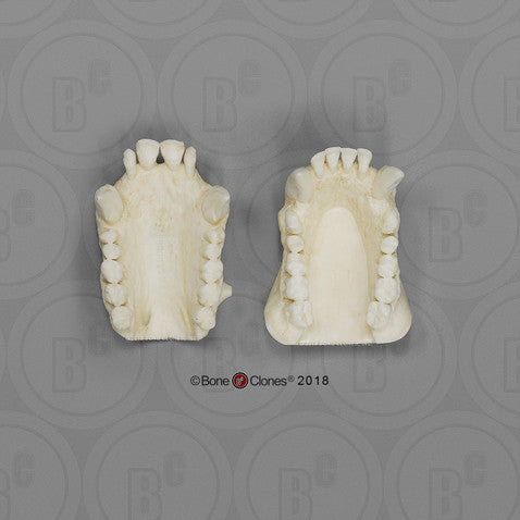 Bone Clones Great Ape Skulls
