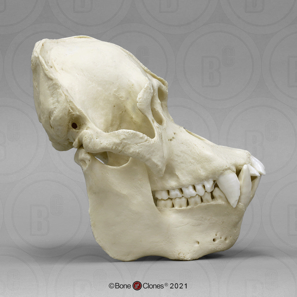 Lateral Aspect of the Male Sumatran Orangutan Skull Model