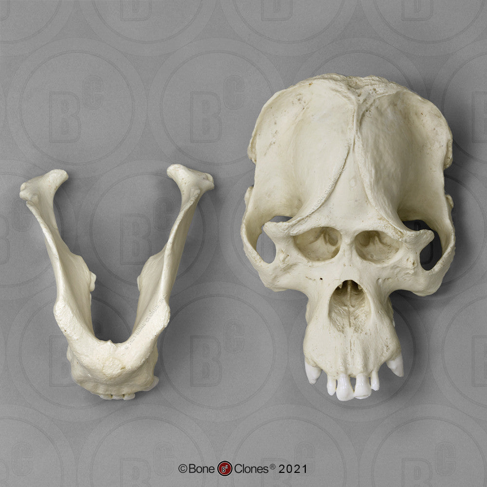 Bone Clones Great Ape Skulls