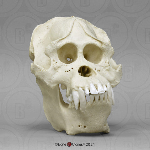 Bone Clones Great Ape Skulls