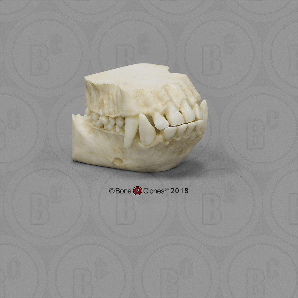 Bone Clones Great Ape Skulls