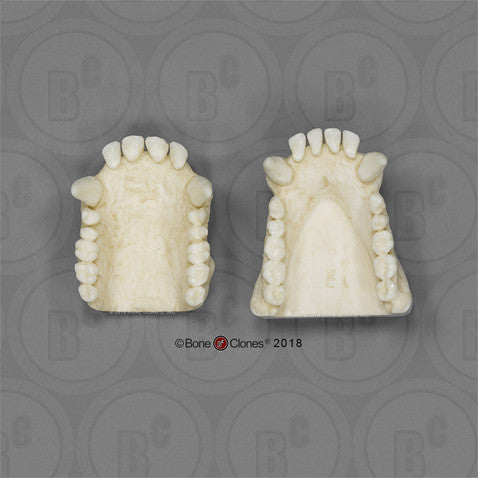 Bone Clones Great Ape Skulls