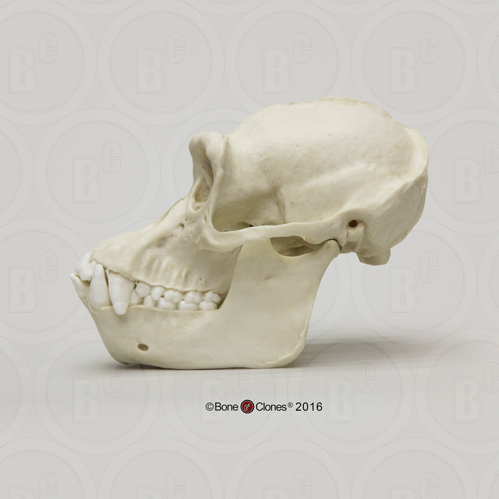 Bone Clones Great Ape Skulls