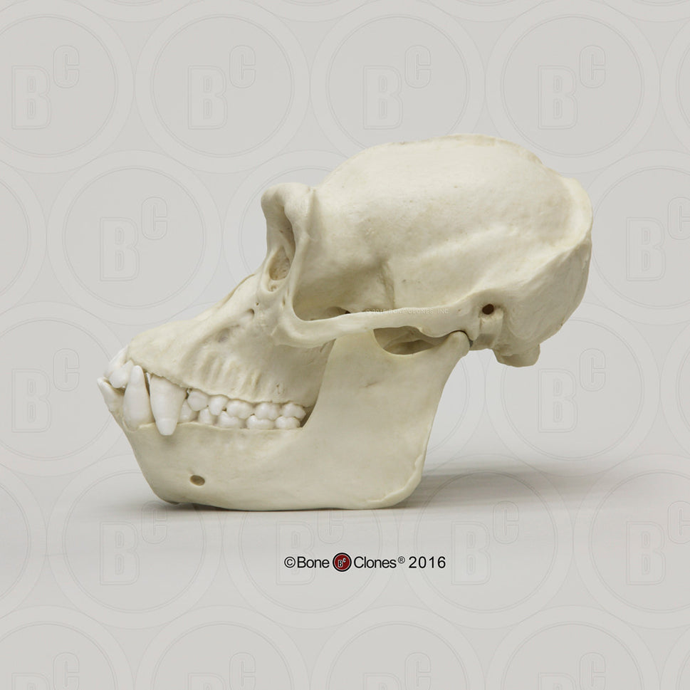 Bone Clones Great Ape Skulls