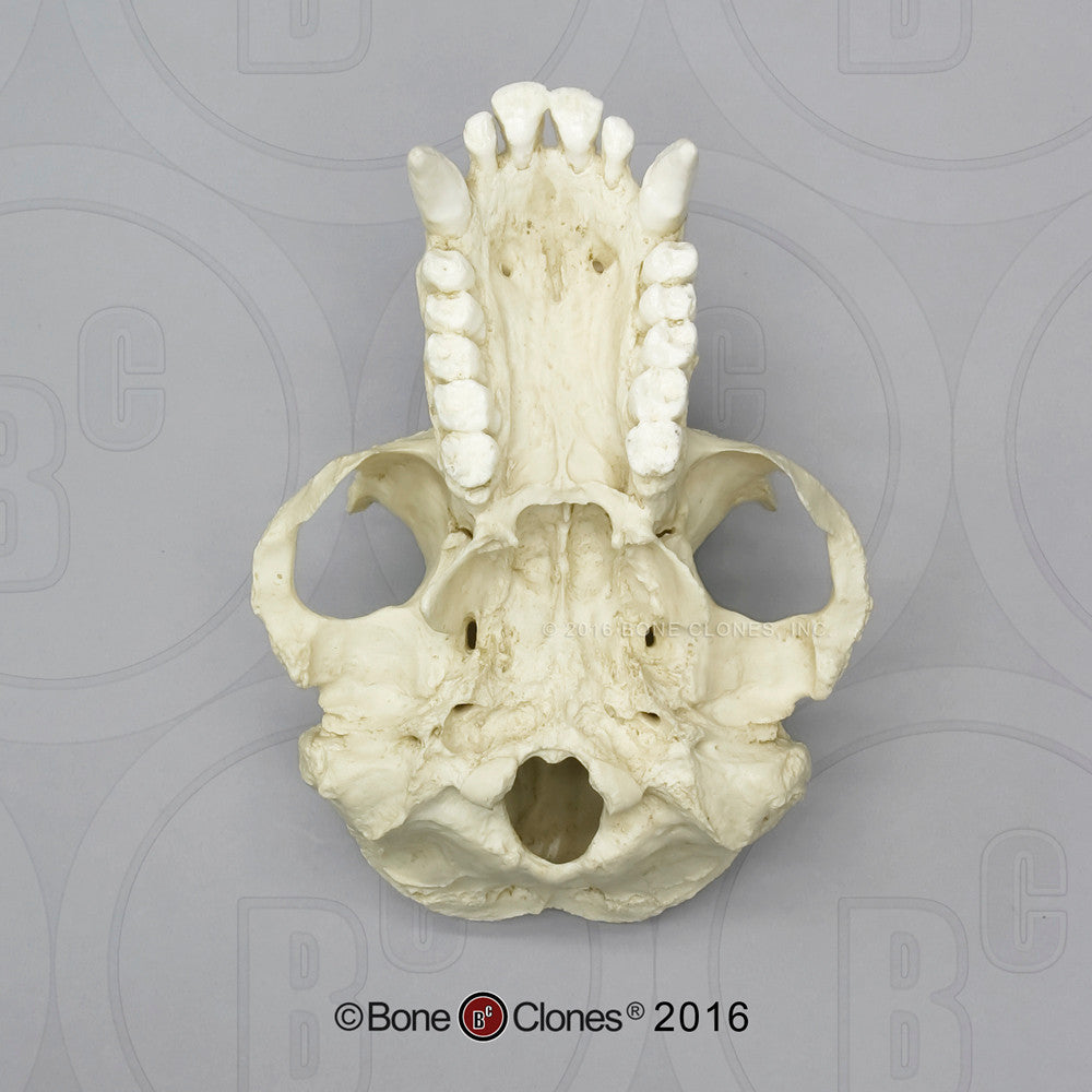 Bone Clones Great Ape Skulls