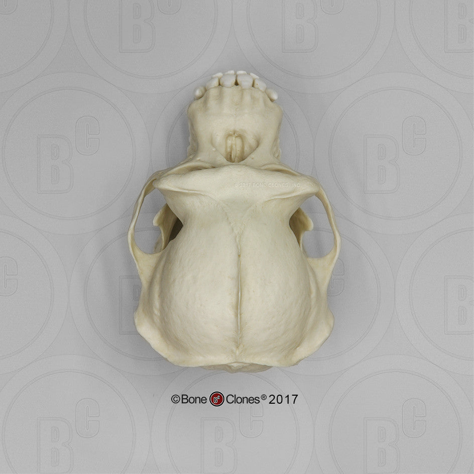 Bone Clones Great Ape Skulls