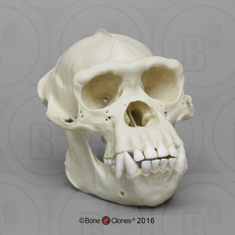 Male Chimpanzee Skull Model