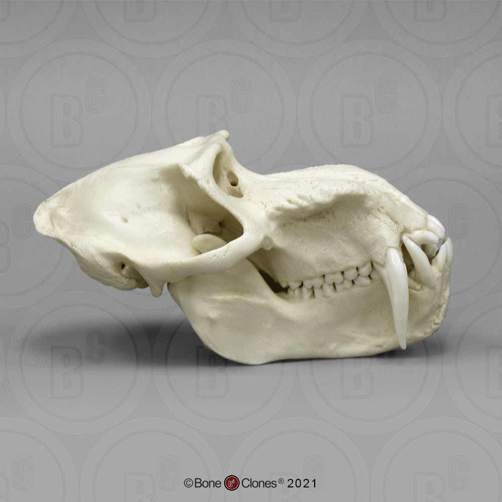 Lateral Aspect of the Mandrill Baboon Male Skull Model