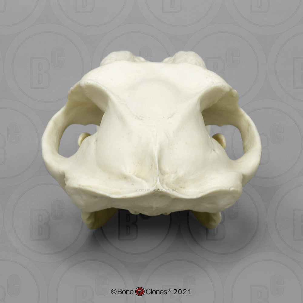 Bone Clones Lesser Primate Skulls