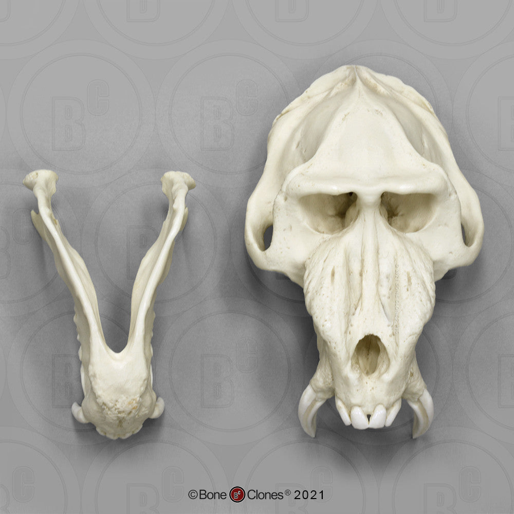 Bone Clones Lesser Primate Skulls