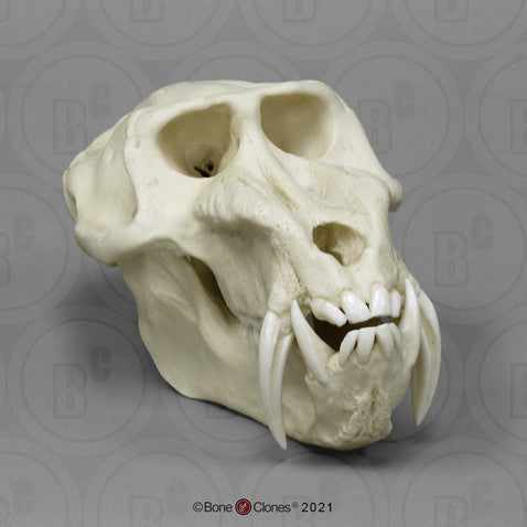 Bone Clones Lesser Primate Skulls