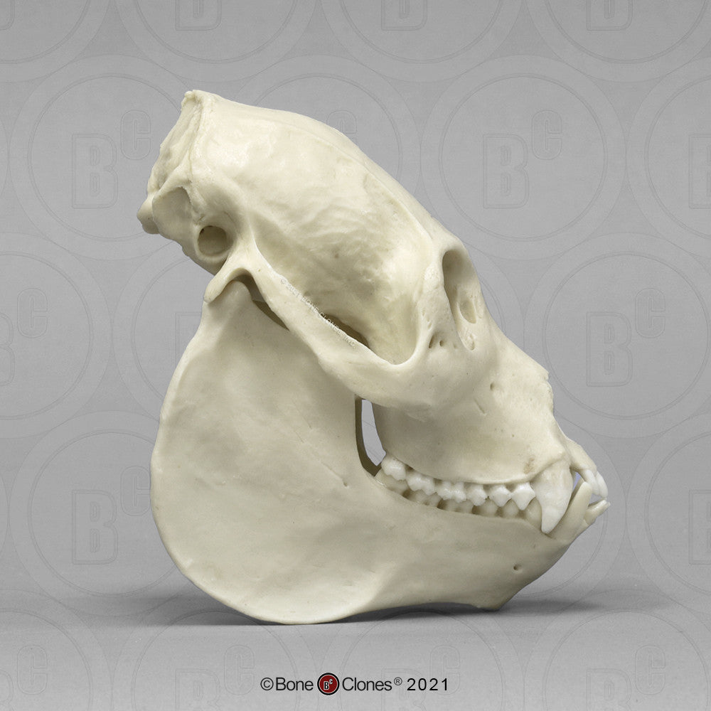 Bone Clones Lesser Primate Skulls