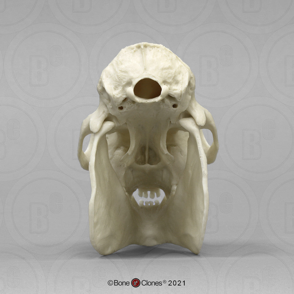 Posterior Aspect of the Mantled Howley Monkey Skull Model