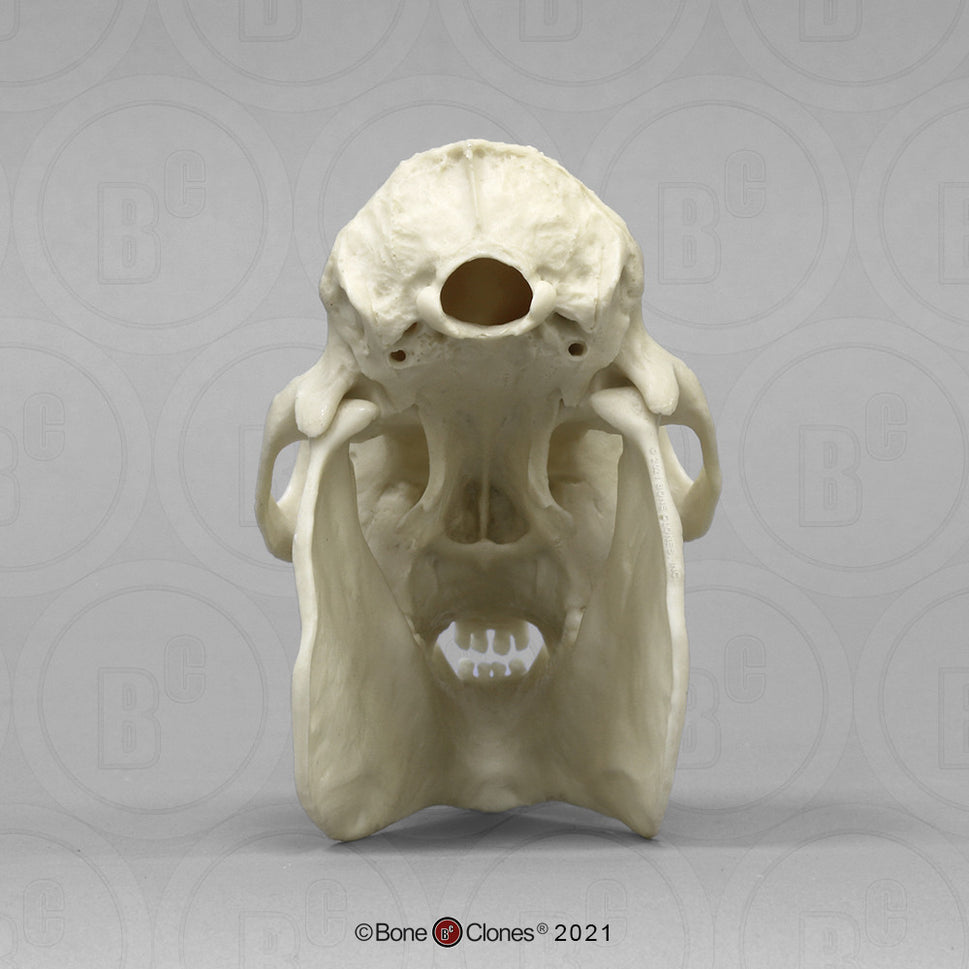 Bone Clones Lesser Primate Skulls