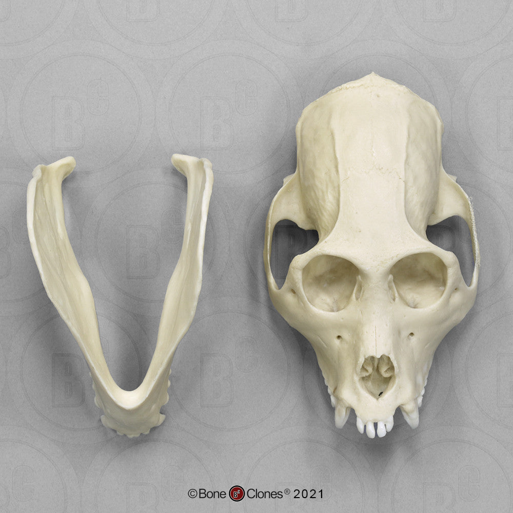 Bone Clones Lesser Primate Skulls