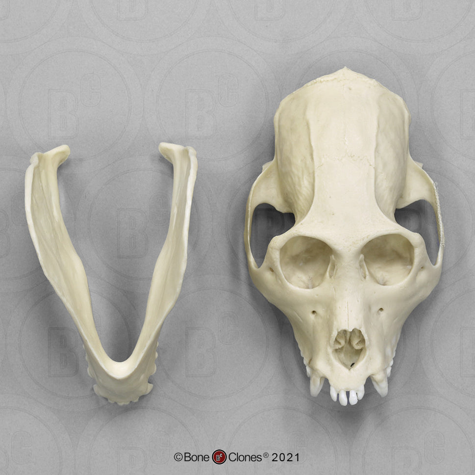 Bone Clones Lesser Primate Skulls