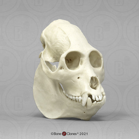 Bone Clones Lesser Primate Skulls