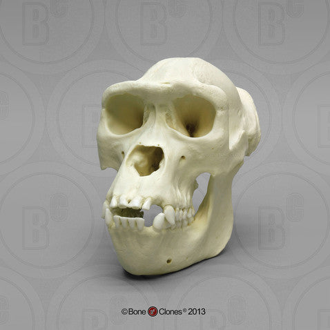 Bone Clones Great Ape Skulls