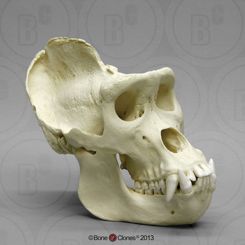 Bone Clones Great Ape Skulls