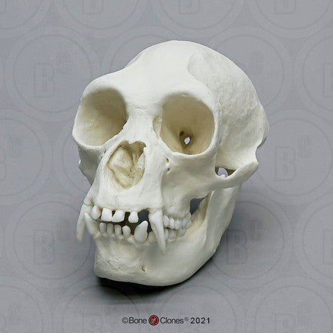 Bone Clones Great Ape Skulls