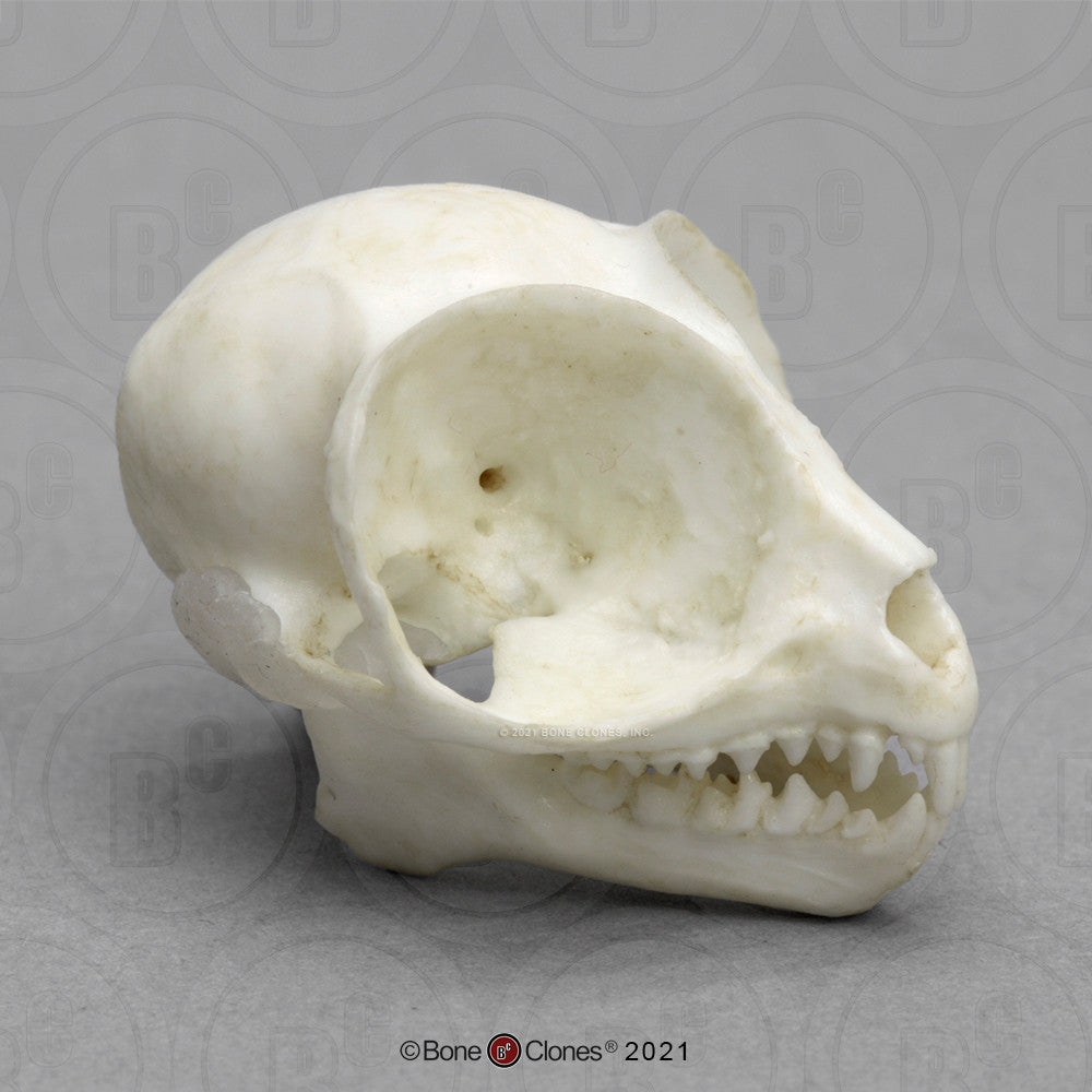 Bone Clones Lesser Primate Skulls