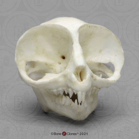 Bone Clones Lesser Primate Skulls