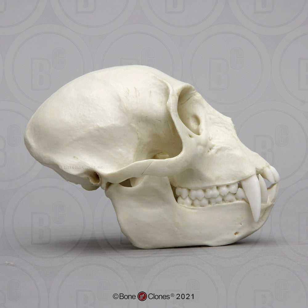 Bone Clones Lesser Primate Skulls