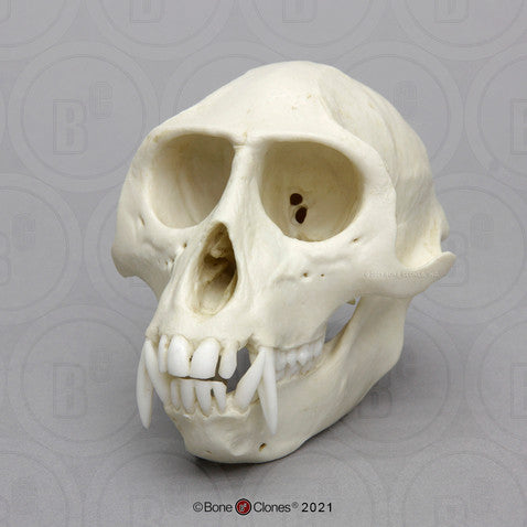 Bone Clones Lesser Primate Skulls