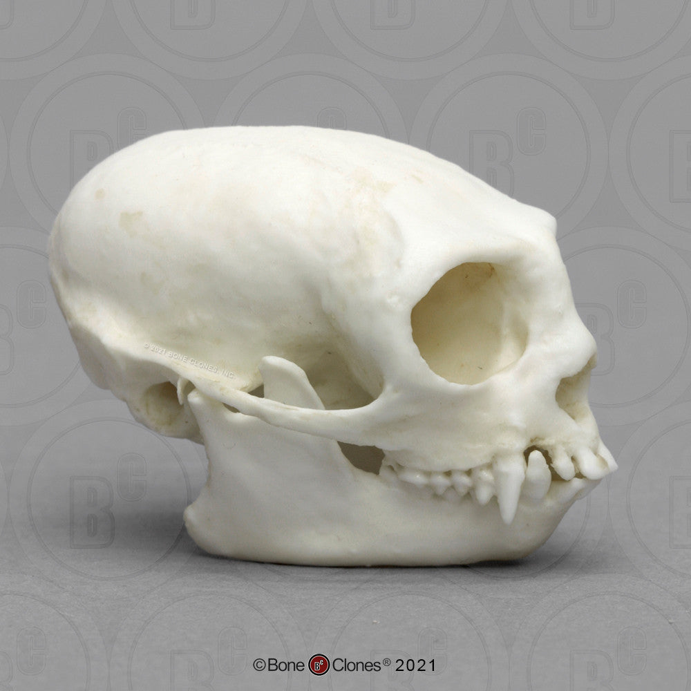 Lateral Aspect of the Cotton-top Tamarin Skull Model