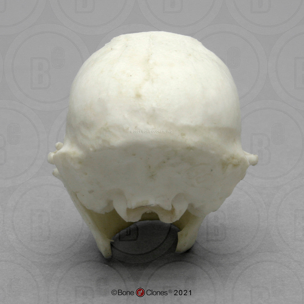 Bone Clones Lesser Primate Skulls