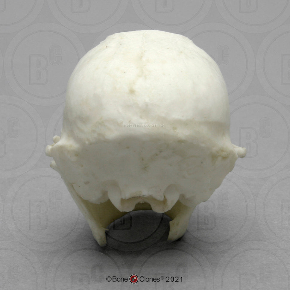 Bone Clones Lesser Primate Skulls
