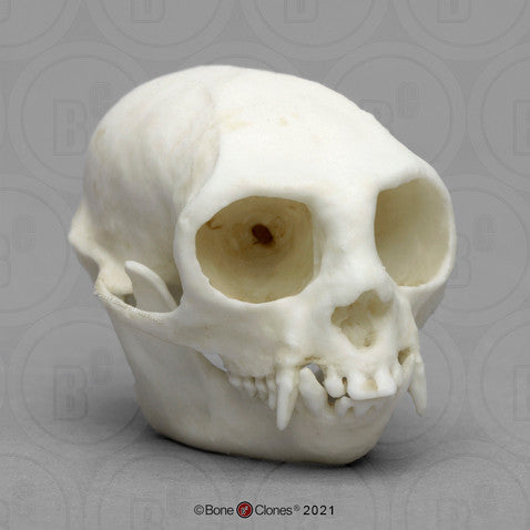 Cotton-top Tamarin Skull Model