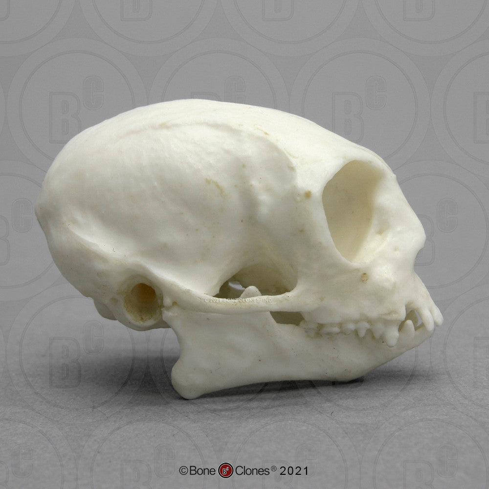 Lateral Aspect of the Pygmy Marmoset Skull Model