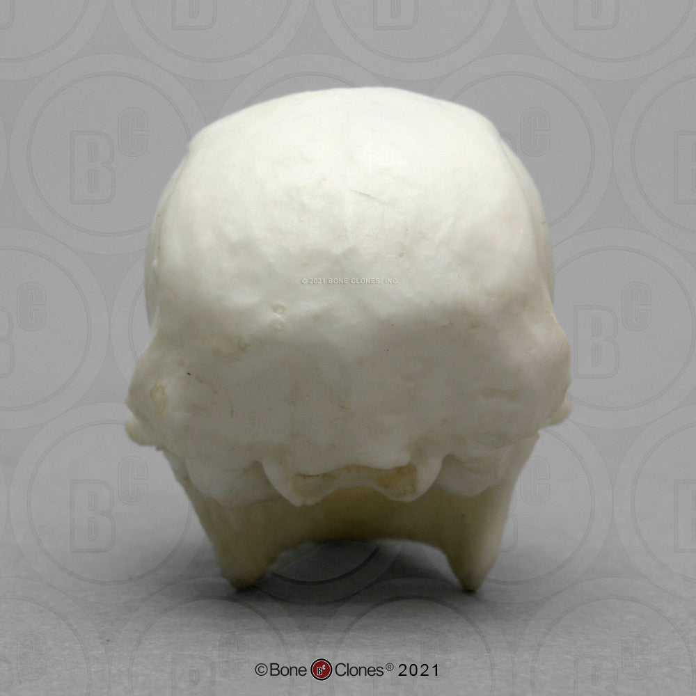 Posterior Aspect of the Pygmy Marmoset Skull Model