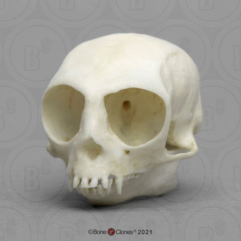 Pygmy Marmoset Skull Model