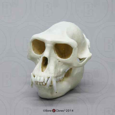 Hanuman Langur (Temple Monkey) Skull Model