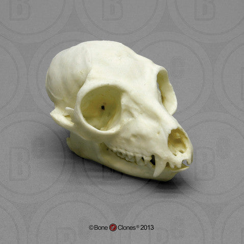 Bone Clones Lesser Primate Skulls