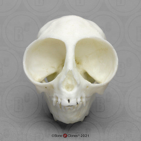 Owl Monkey Skull Model