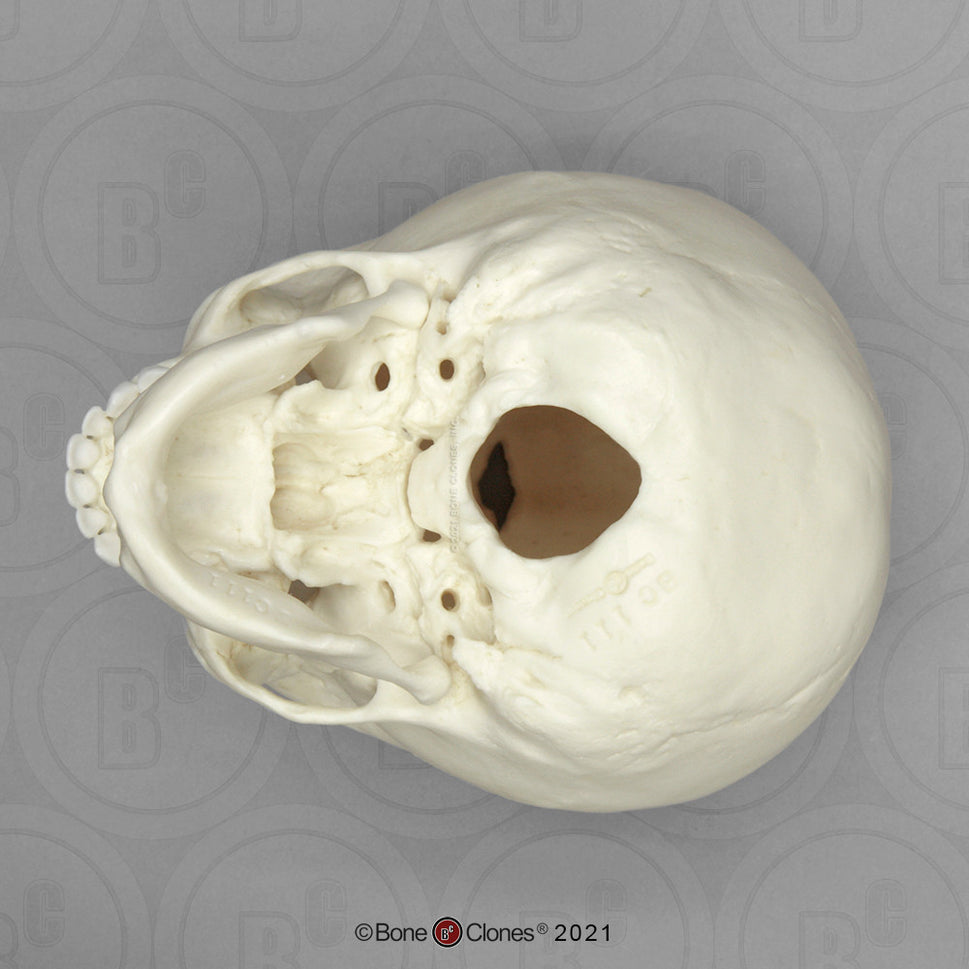 Child Skull Models