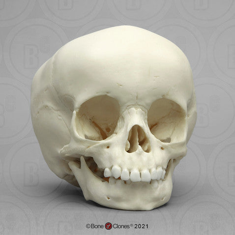 Child Skull Models