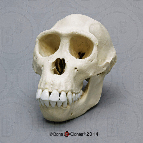 Bone Clones Great Ape Skulls