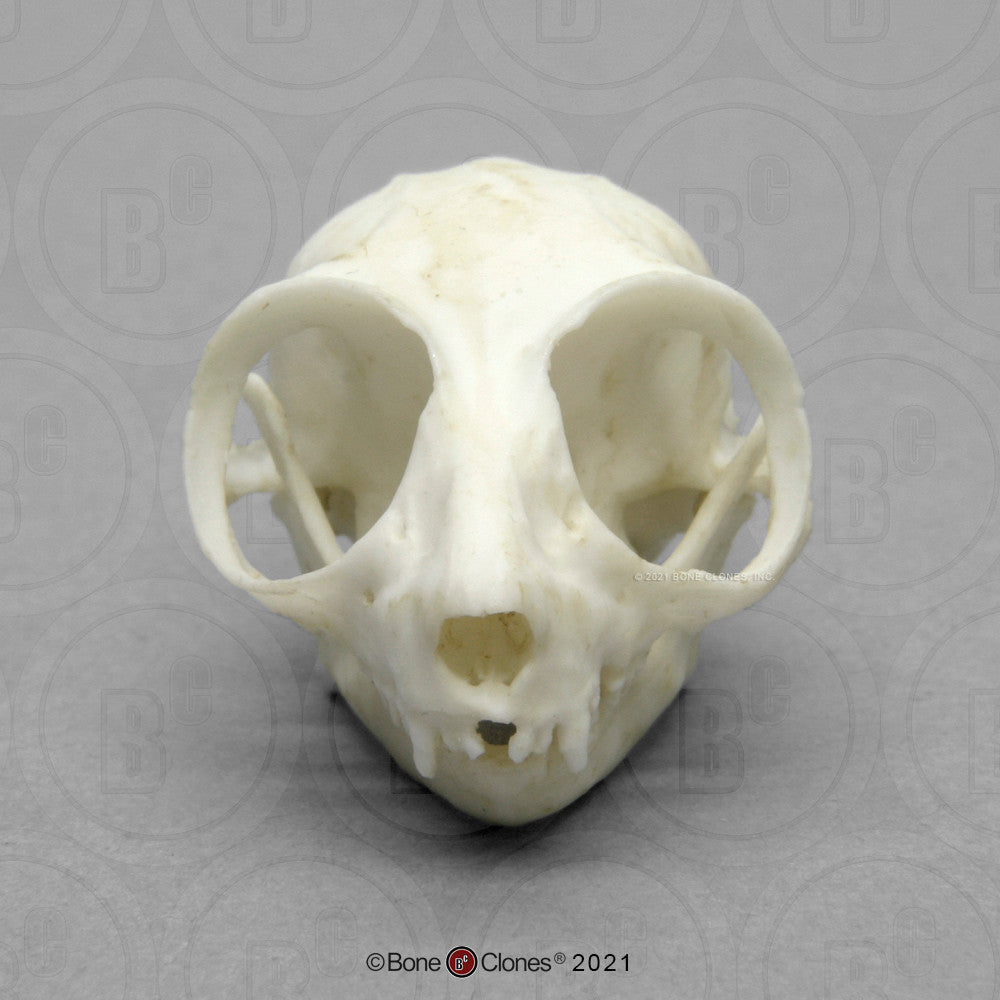 Bone Clones Lesser Primate Skulls
