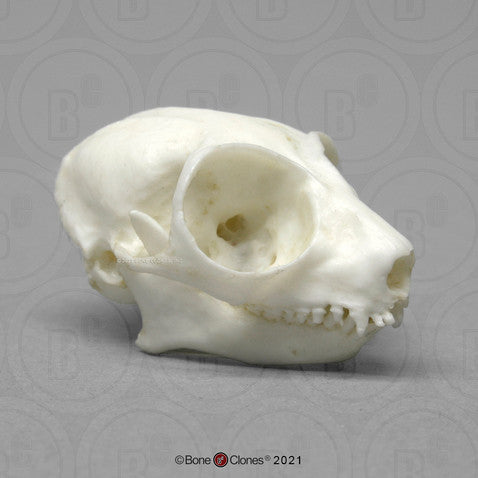 Bone Clones Lesser Primate Skulls
