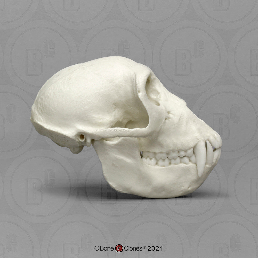 Bone Clones Lesser Primate Skulls