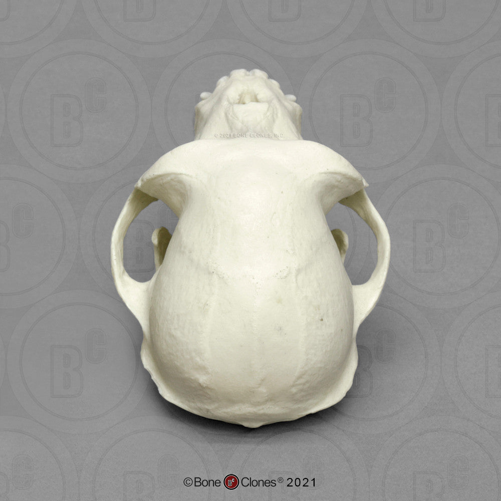 Superior Aspect of the Rhesus Macaque Skull Model