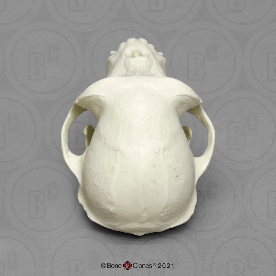 Bone Clones Lesser Primate Skulls