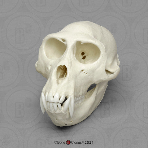 Bone Clones Lesser Primate Skulls